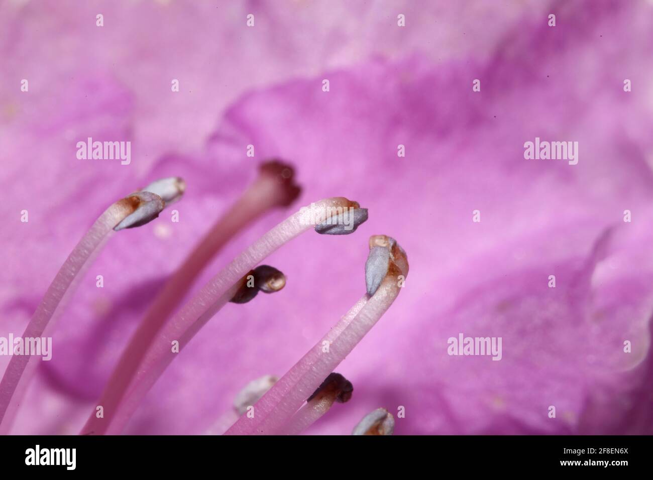 Rhododendron fleur famille ericaceae macro fond botanique moderne haut impression grand format de qualité Banque D'Images