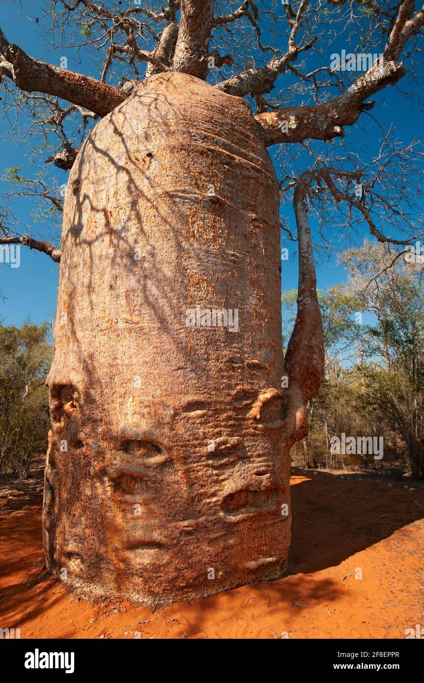 L'Adansonia rubrostipa, communément appelée baobab osseux, est un arbre à feuilles caduques de la famille des Malvaceae. Tourné dans le sud-ouest de Madagascar. Banque D'Images