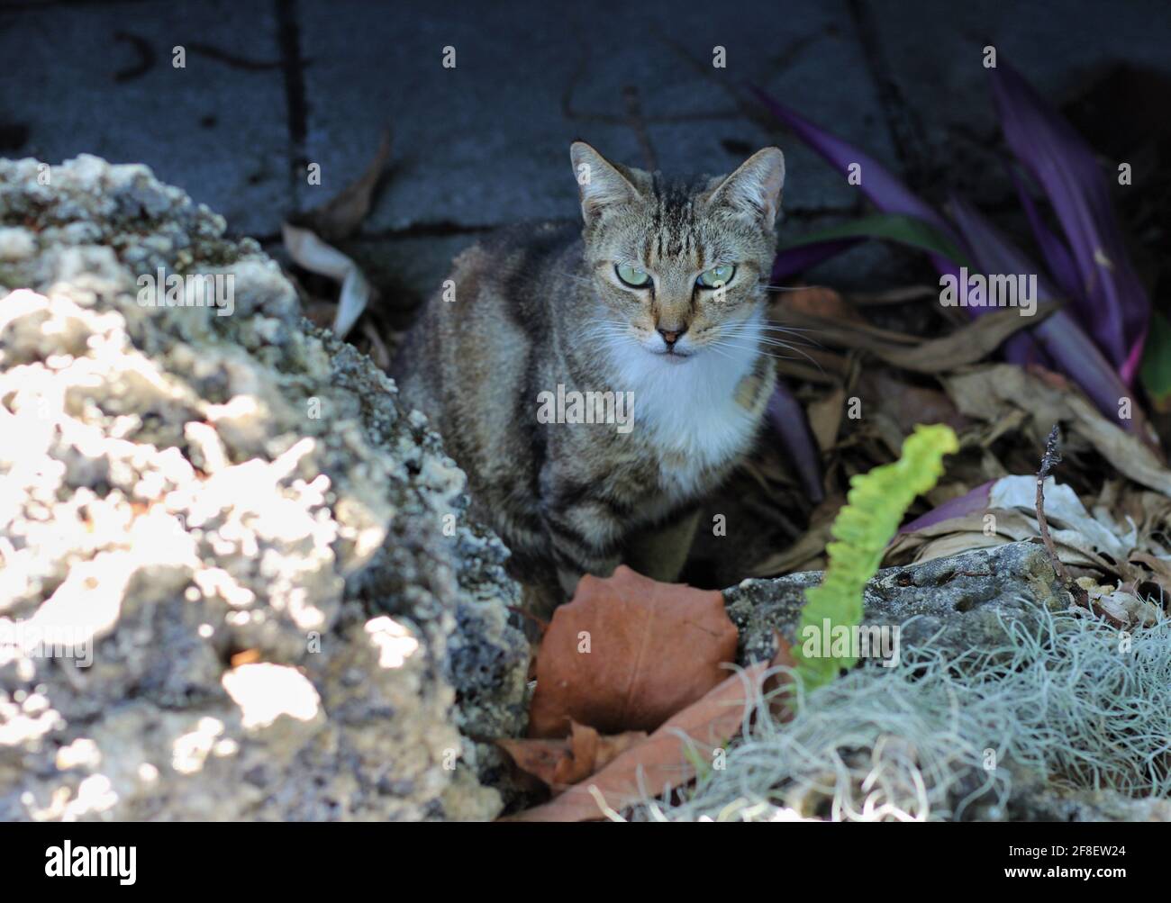 Angry tabby chat avec la caméra, à l'extérieur. Banque D'Images