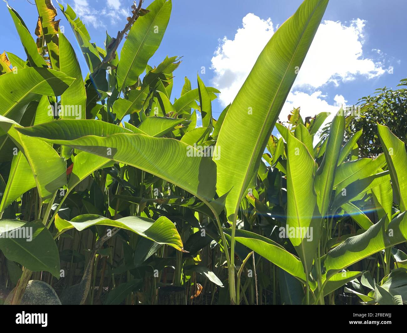 Oiseau brillant de la plante paradisiaque, une espèce de claws de homard nom botanique: Heliconia metallica avec un magnifique rayon d'éclairage arc-en-ciel passant par Banque D'Images