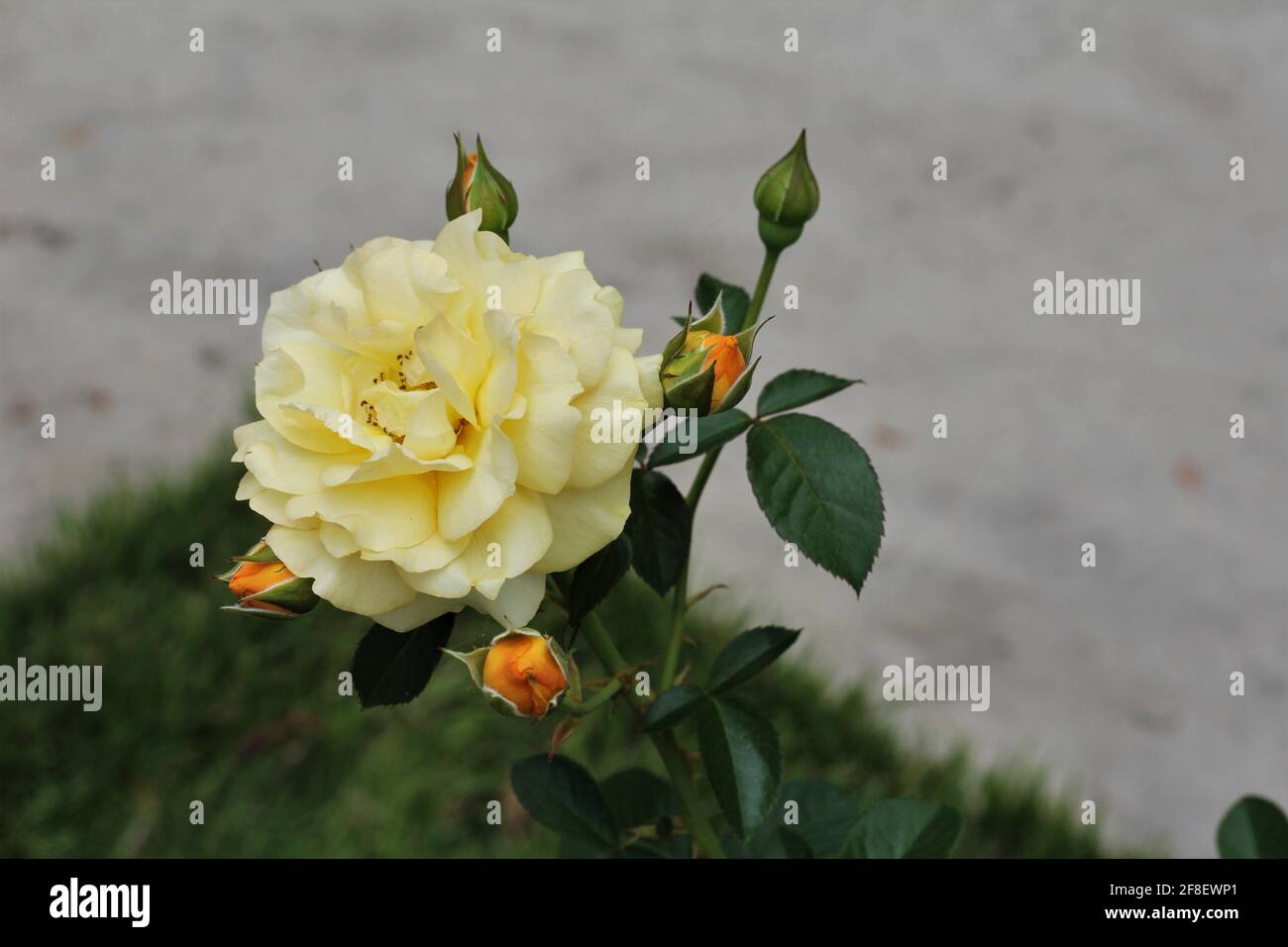 Belle et délicate fleur rose de chine jaune dans un jardin avec un fond flou. Banque D'Images