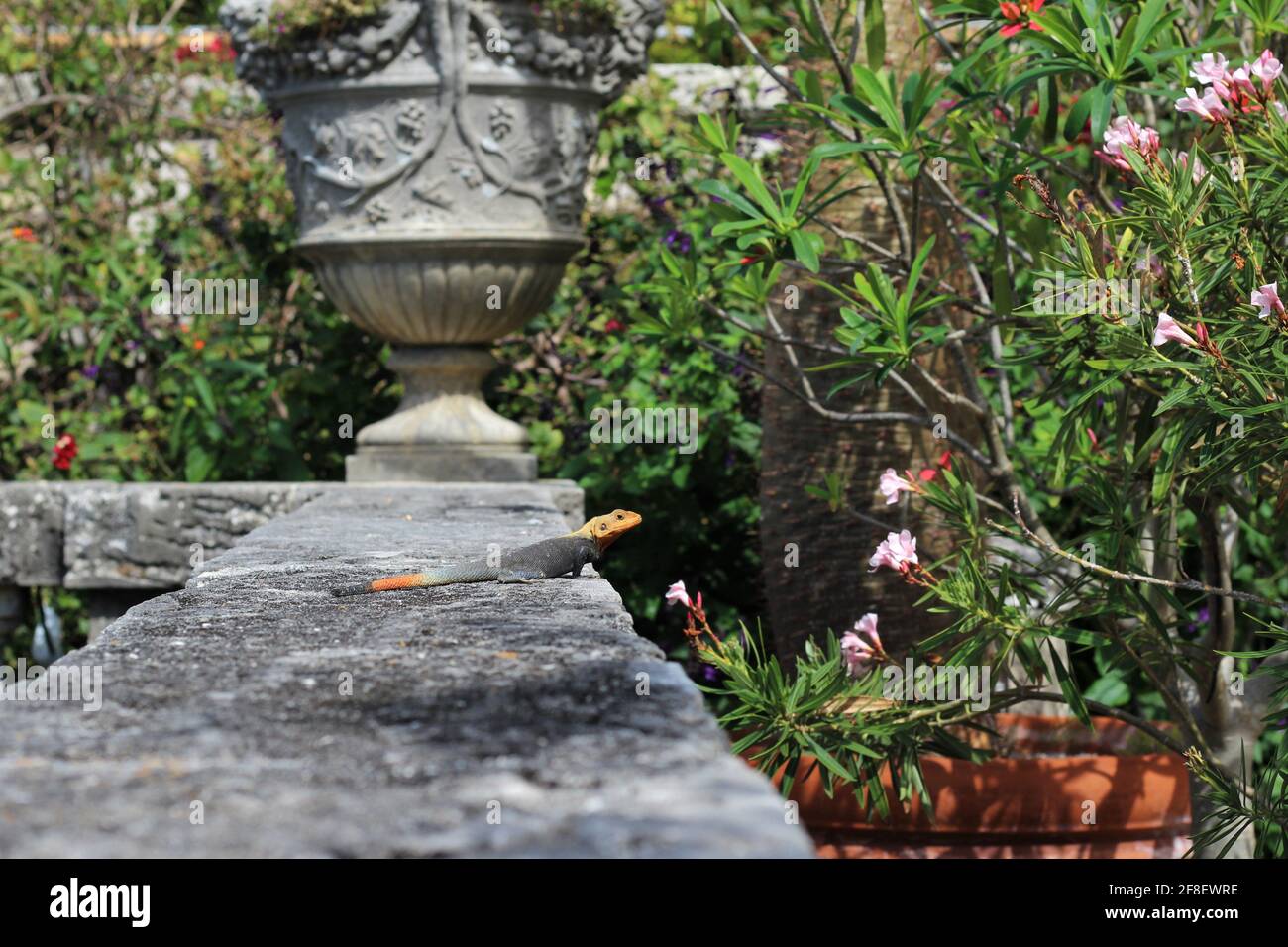 La population de lézard arc-en-ciel augmente dans le sud de la Floride. Agamas de séquoiâdes africains. Les lézards mâles ont des têtes orange vif et des queues multicolores. Banque D'Images La population de lézard arc-en-ciel augmente dans le sud de la Floride. Agamas de séquoiâdes africains. Les lézards mâles ont des têtes orange vif et des queues multicolores. Banque D'Images