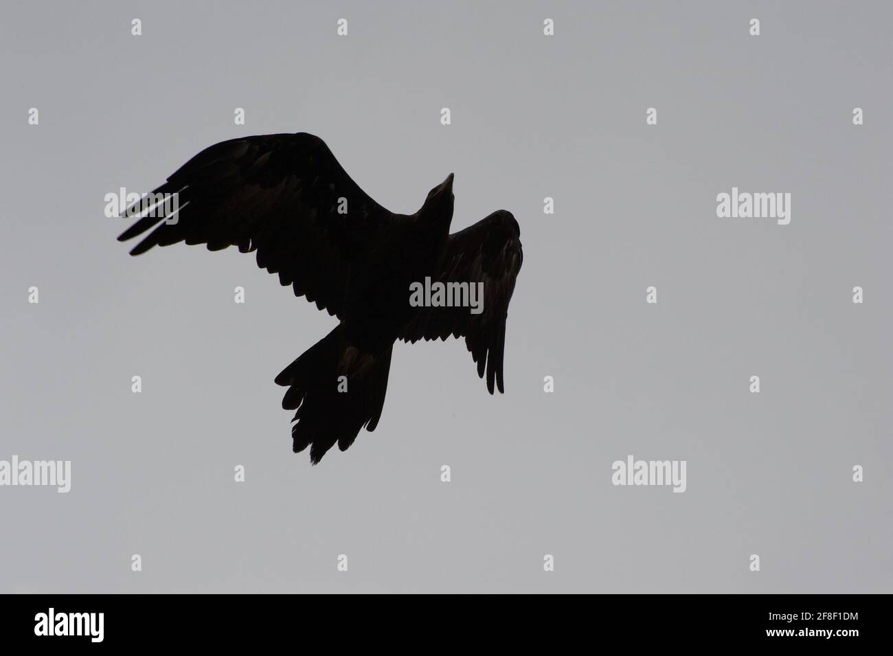 Un oiseau de proie - probablement un aigle à queue de Wedge (Aquila Audax) - est silhouetté contre un ciel gris au sanctuaire de Healesville à Victoria, en Australie. Banque D'Images
