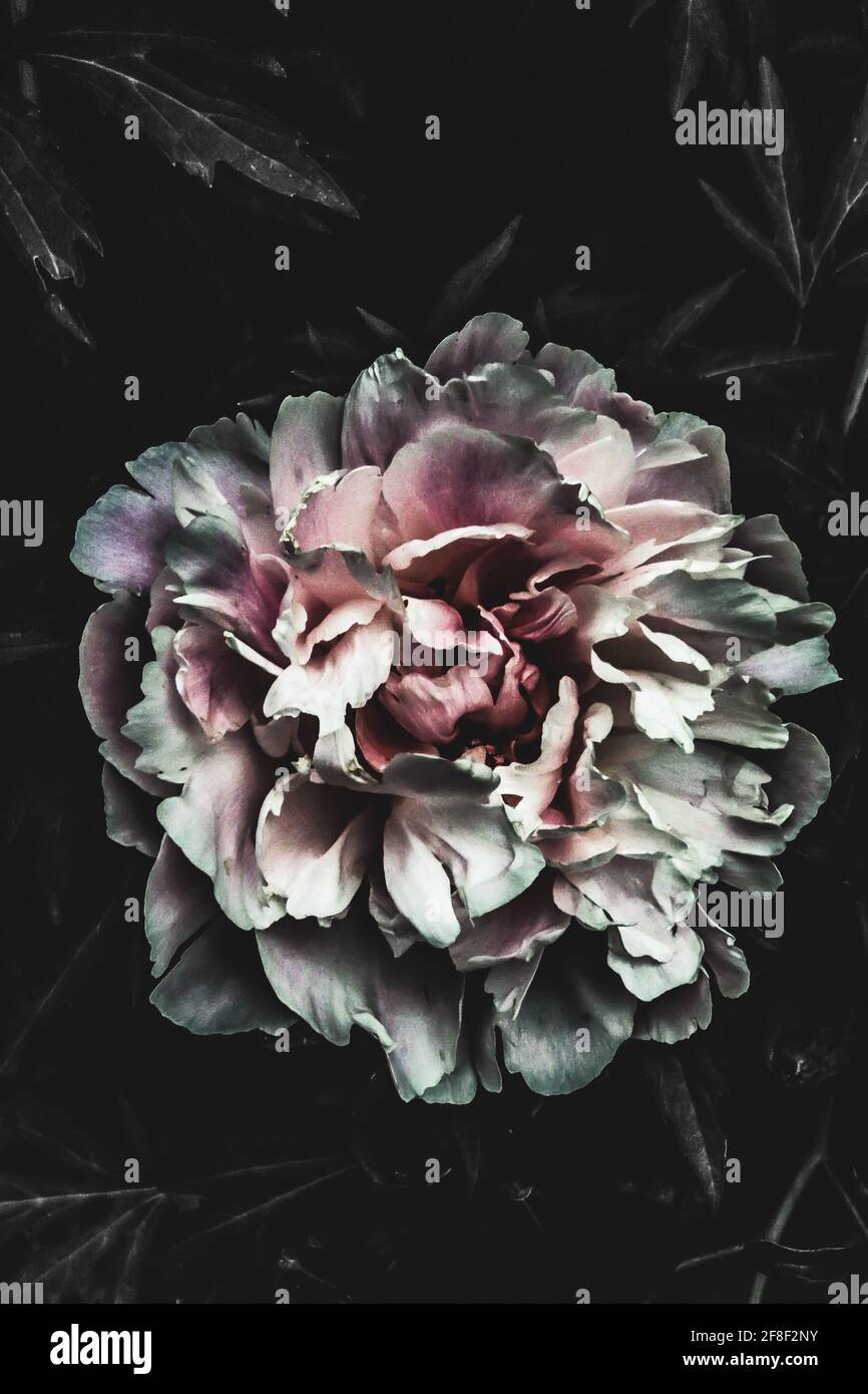 Une pivoine fleurira dans la lumière du soleil de l'été Banque D'Images