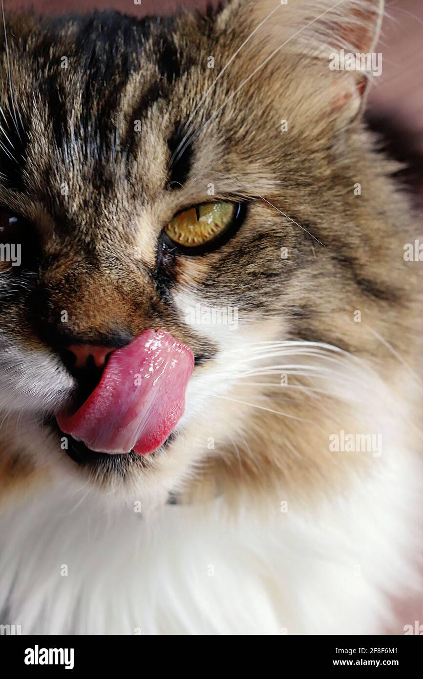 Gros plan d'un chat léchant sa lèvre Banque D'Images