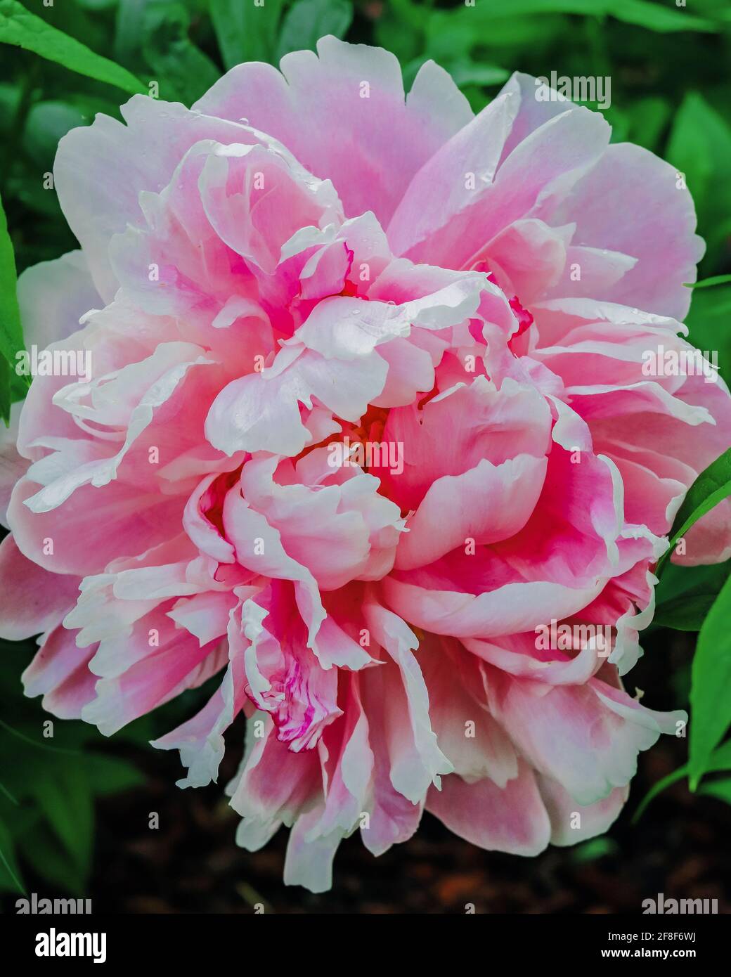 La pivoine s'épanouissent sous le soleil du printemps Banque D'Images