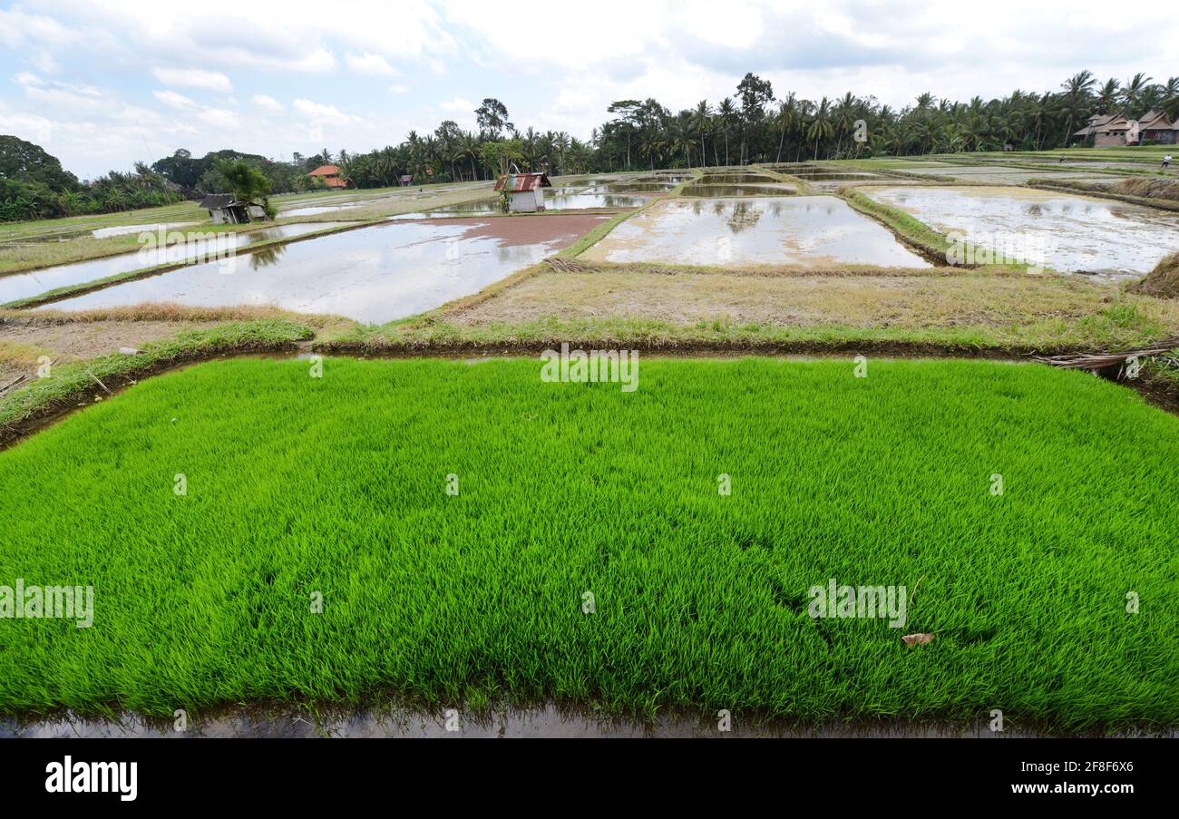 Marche entre les rizières d'Ubud, Bali, Indonésie. Banque D'Images