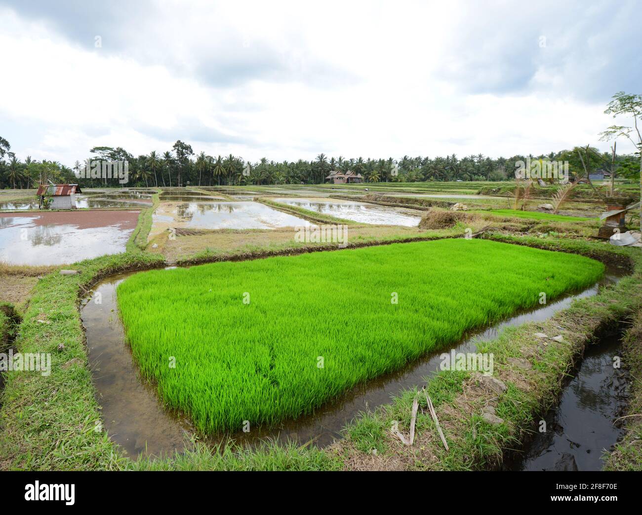 Marche entre les rizières d'Ubud, Bali, Indonésie. Banque D'Images