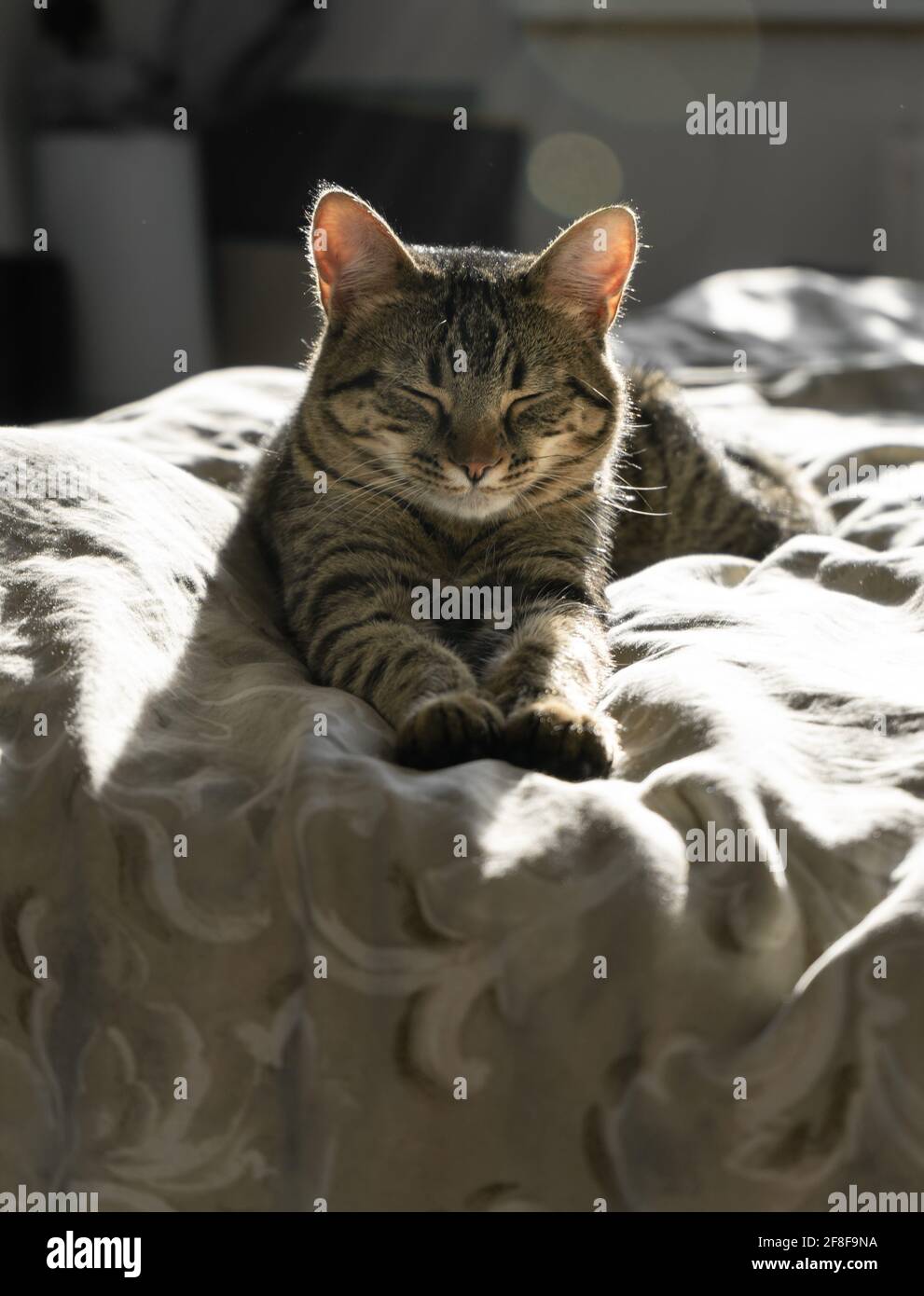 Gros plan d'un chat domestique en tabby qui dort sur un lit à la maison.Animal sérieux et concentré.Rétroéclairage.Chat de shorthair américain.Jambes.Chaton moelleux. Banque D'Images