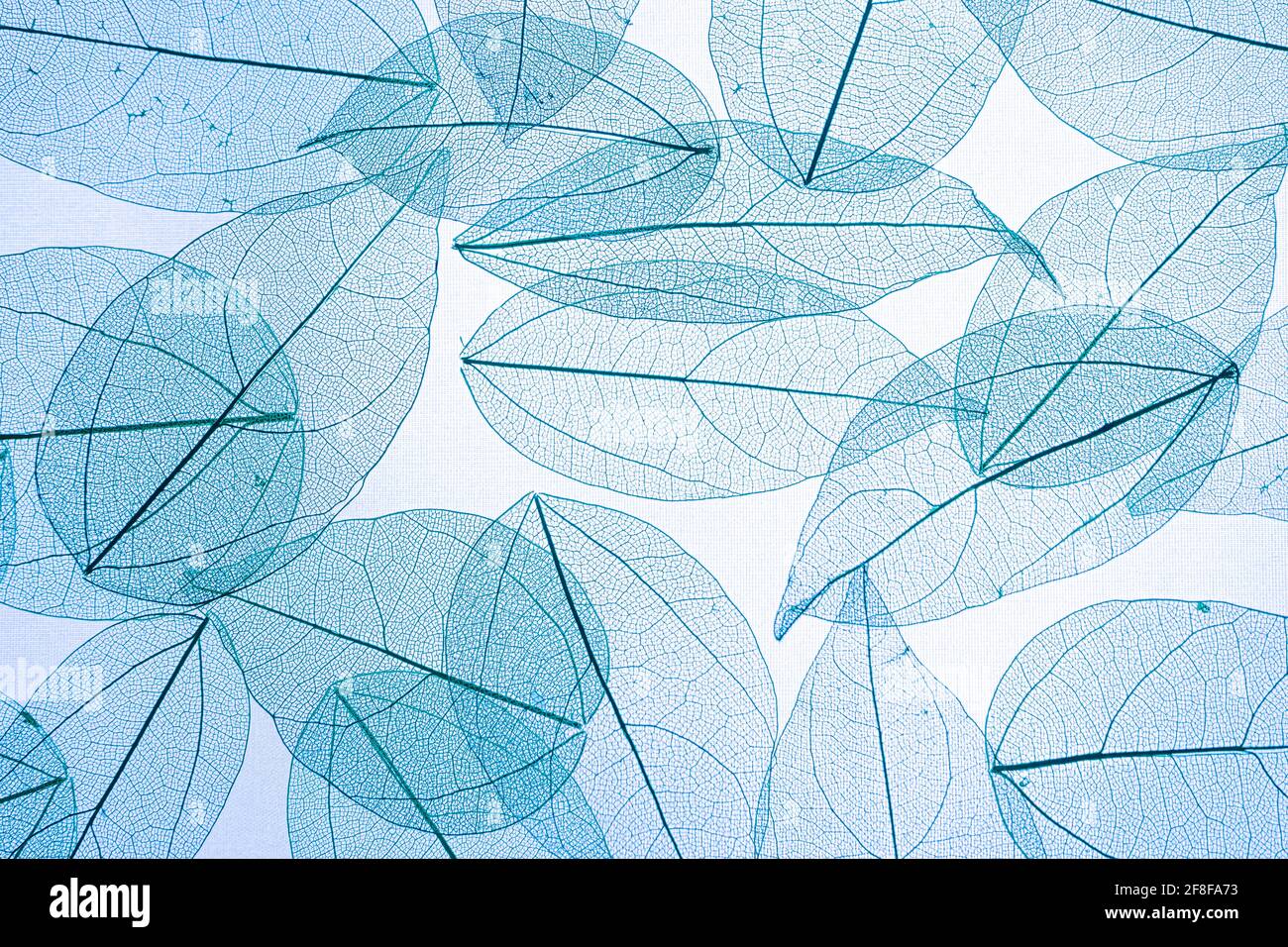 Feuilles bleues squelettes dans la lumière. Silhouette de feuille. Arrière-plan à feuilles caduques. Nature. Fond séché. Banque D'Images