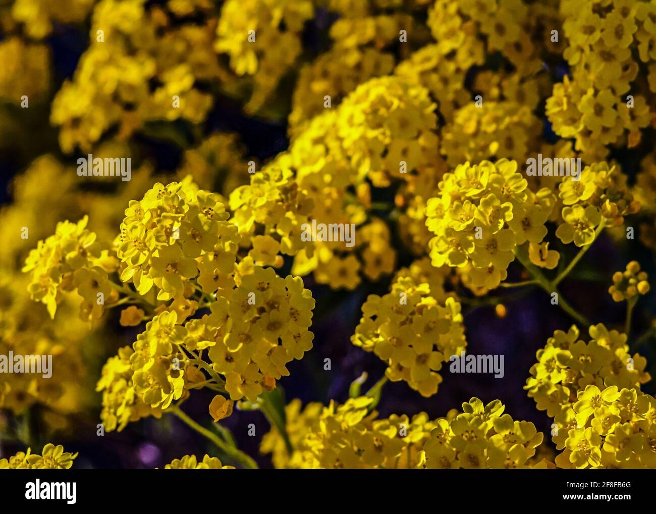 Panier jaune de fleurs dorées dans le jardin d'été Banque D'Images