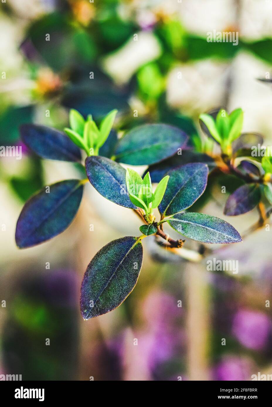 Boutons Azalea prêts à fleurir Banque D'Images