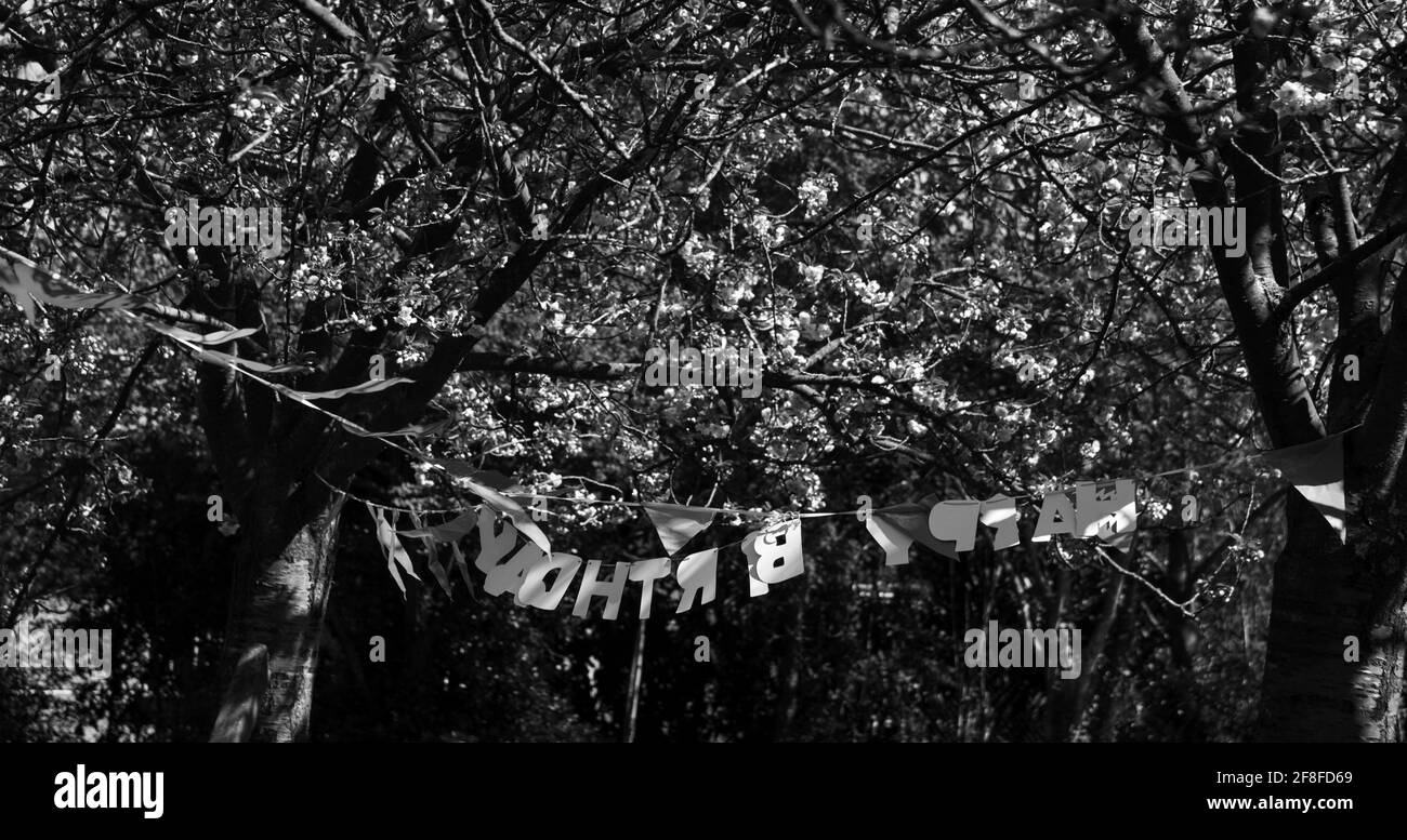 Triste Fete D Anniversaire Pendant Le Confinement En Cas De Pandemie Du Coronavirus Joyeux Anniversaire Decoration Inversee Sous Les Cerisiers En Fleurs Personne Photo Noir Et Blanc Photo Stock Alamy