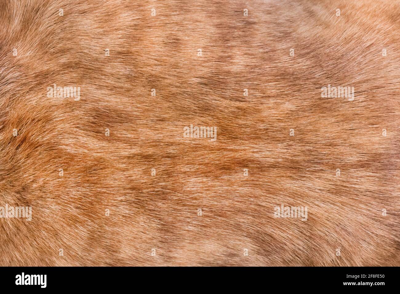 Arrière-plan de texture de fourrure de chien brun, race terrier de taureau de fosse. Banque D'Images