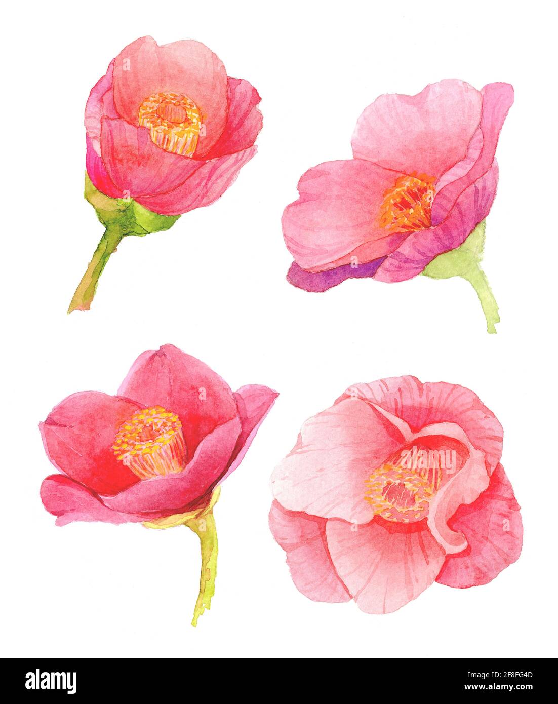 fleur camellia japonica rouge isolée sur fond blanc. tsubaki japonais. Symbole de l'amour. Illustration de peinture à la main aquarelle. Banque D'Images