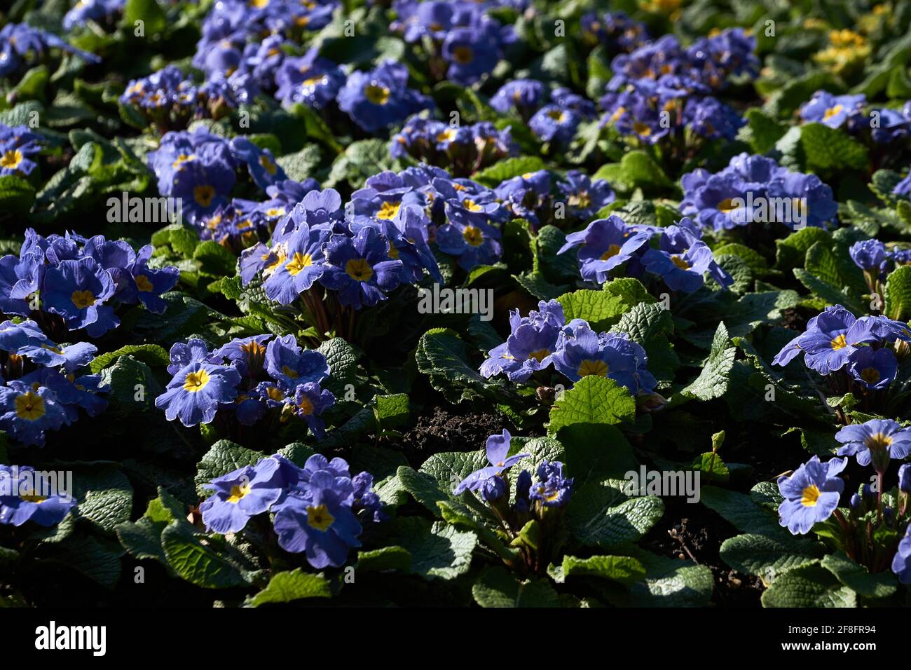Plan horizontal de fleurs alpines Forget-me-not (Myosotis asiatica) Banque D'Images