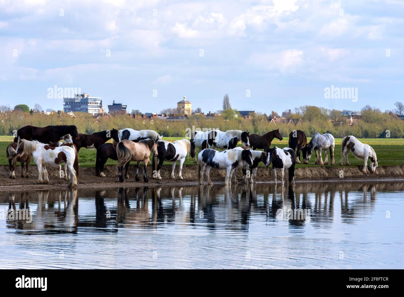 Un troupeau de chevaux qui boivent et broutage au bord de la Tamise, Oxfordshire, Angleterre Royaume-Uni. Au loin est Oxford City dans le soleil de printemps Banque D'Images