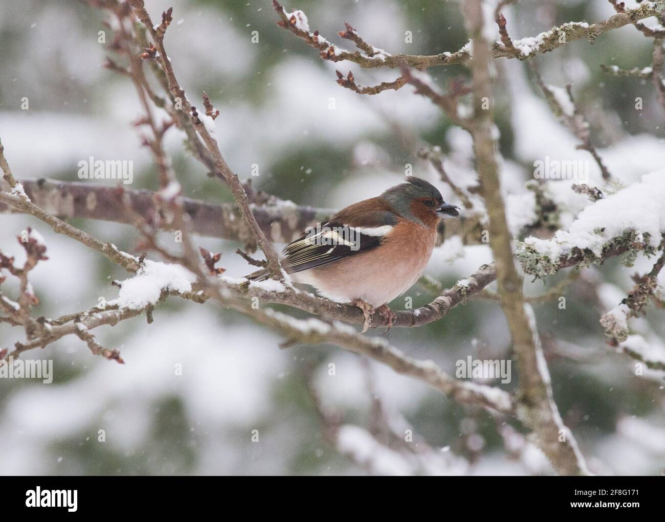 COELEBS communs de CHAFFINCH Fringilla sur la branche début du printemps avec de la neige Banque D'Images
