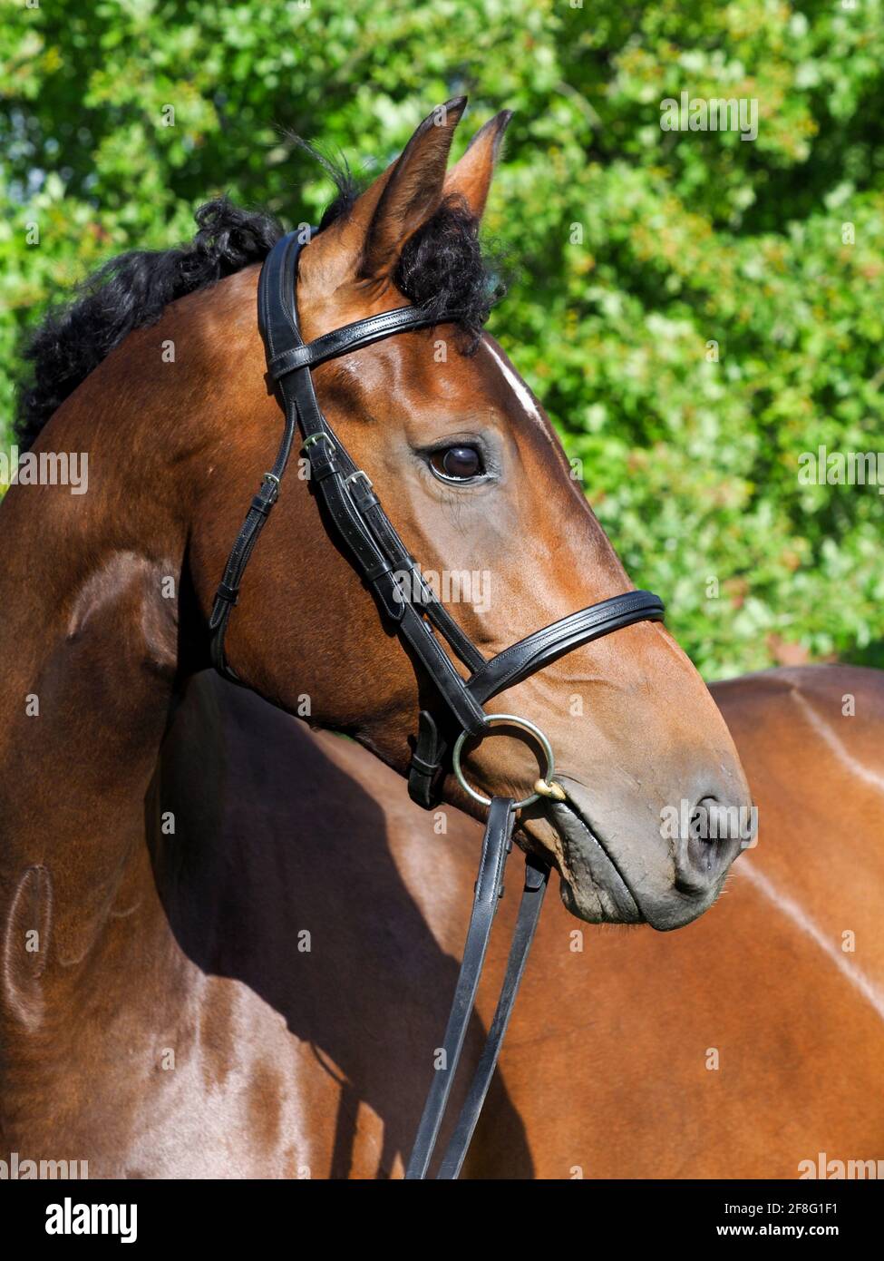 Une tête de vue d'un joli cheval de baie dans un bride de déflecteur Banque D'Images