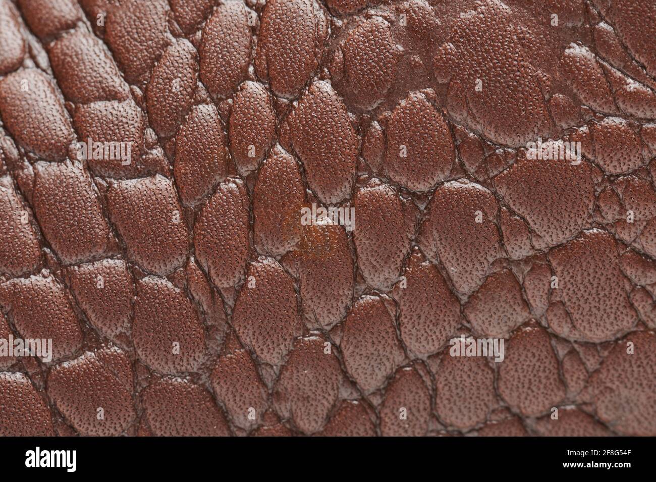 Motif en cuir marron crocodile macro gros plan. Banque D'Images