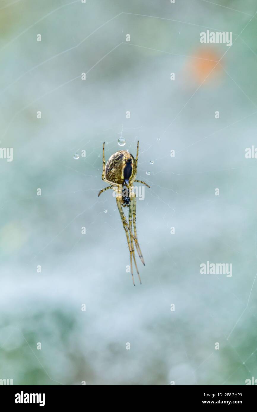 Araignée Orb-Weaver commune Metemmina Ssegmentata suspendue et attachée dans son web dans les Highlands d'Écosse Banque D'Images