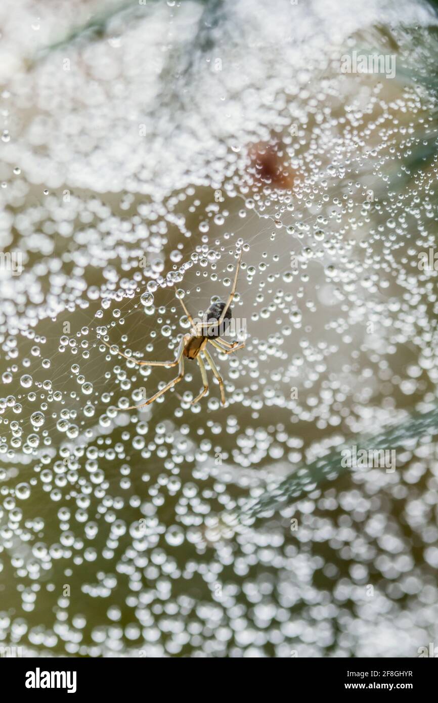 European Sheetweb Spider Linyphia triangularis attaché à l'envers à son Toile couverte d'eau dans les Highlands d'Écosse Banque D'Images