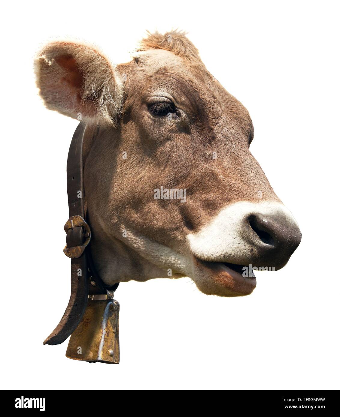 tête de vache brune (bos primigenius taurus) avec une cloche isolée sur fond blanc Banque D'Images