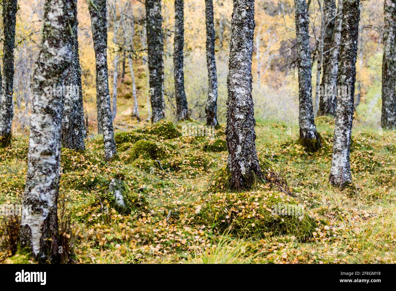 Les bouleaux Betula pendula en automne avec des feuilles qui tournent en couleur Dans les Highlands d'Écosse Banque D'Images