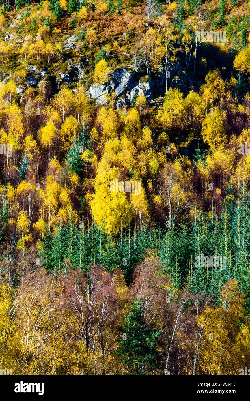 Couleur d'automne dans les arbres au-dessus de la rivière Meig in Strathconon dans les Highlands d'Écosse Banque D'Images