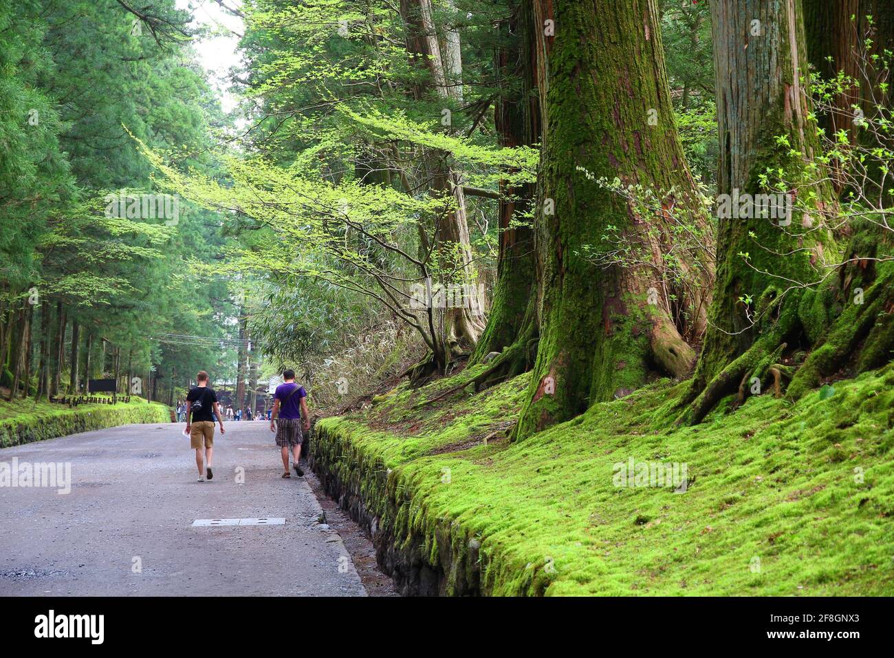 Forêt de cèdre à Nikko, Japon. Cèdres anciens. Banque D'Images
