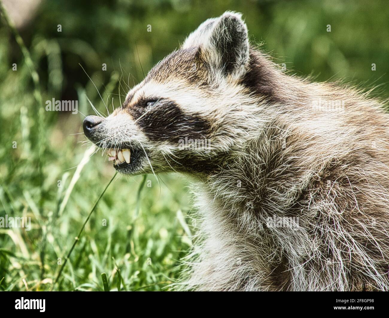 Raton laveur en colère, s'il vous plaît ne pas trop près, je suis de mauvaise humeur Banque D'Images