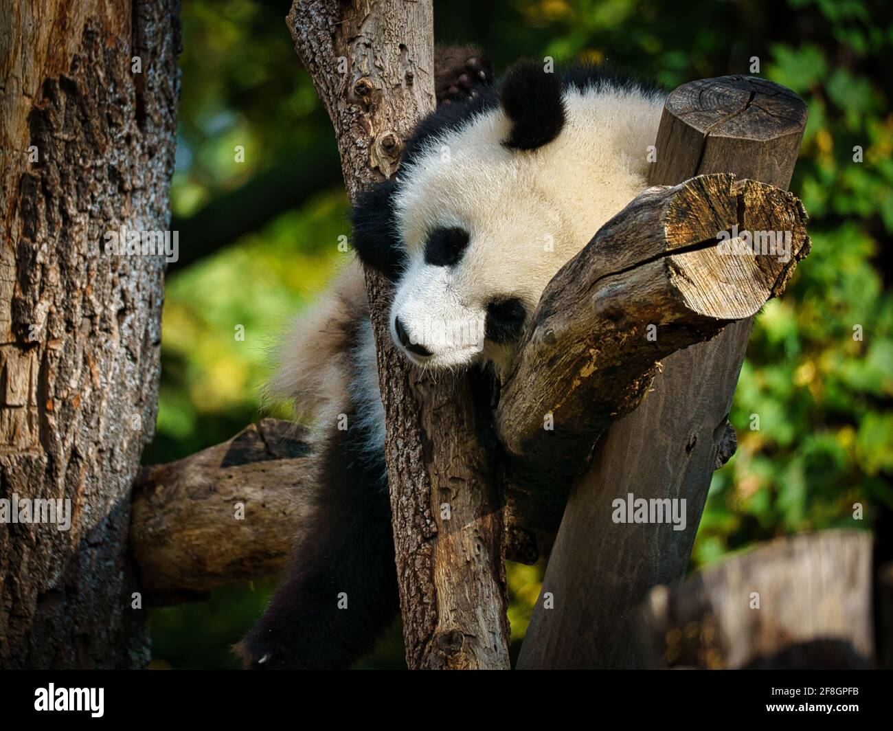 l'ours géant du panda est menacé d'extinction. L'élevage a réussi au zoo de Berlin Banque D'Images