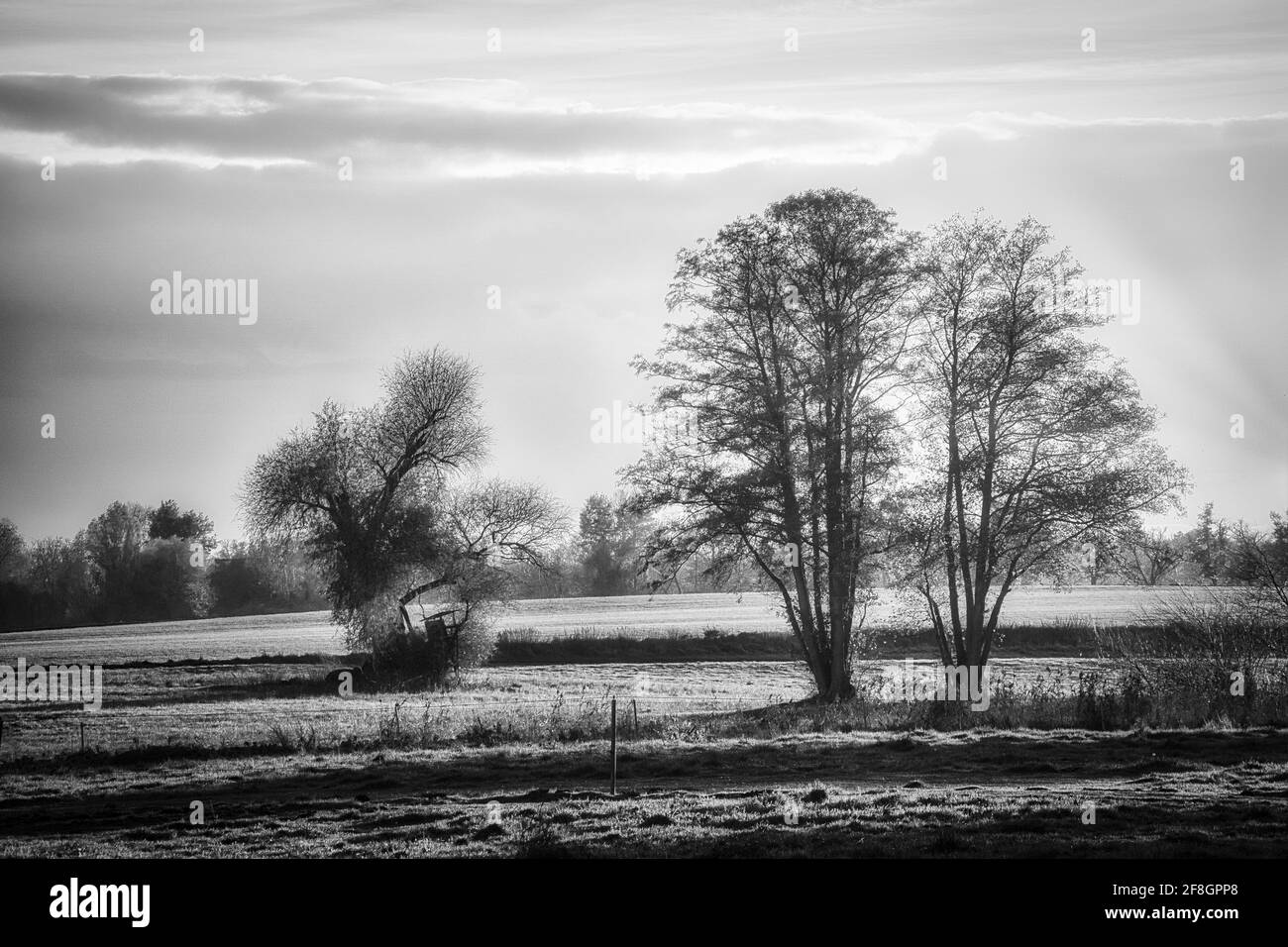 une photo en noir et blanc d'un pré de rêve le brouillard Banque D'Images