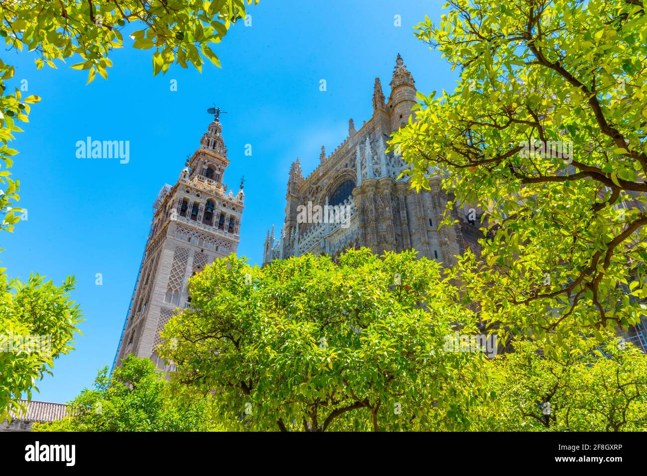 Le clocher de la Giralda vue depuis le patio de los naranjos à la cathédrale de Séville, en Espagne Banque D'Images