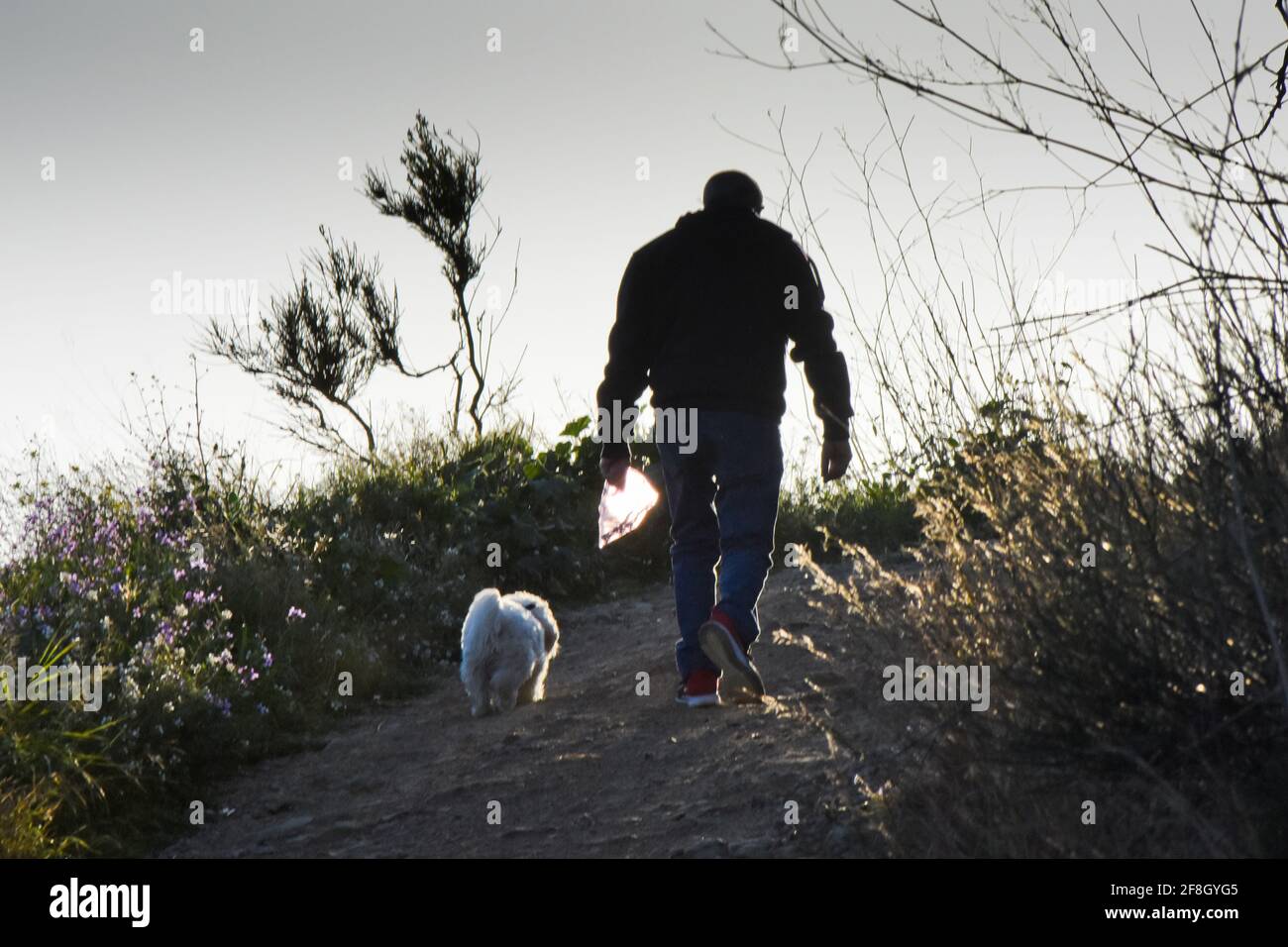 Silhouette d'un homme avec son chien marchant dans un chemin à l'extérieur. Il tient un sac en plastique avec des herbes à l'intérieur. Banque D'Images