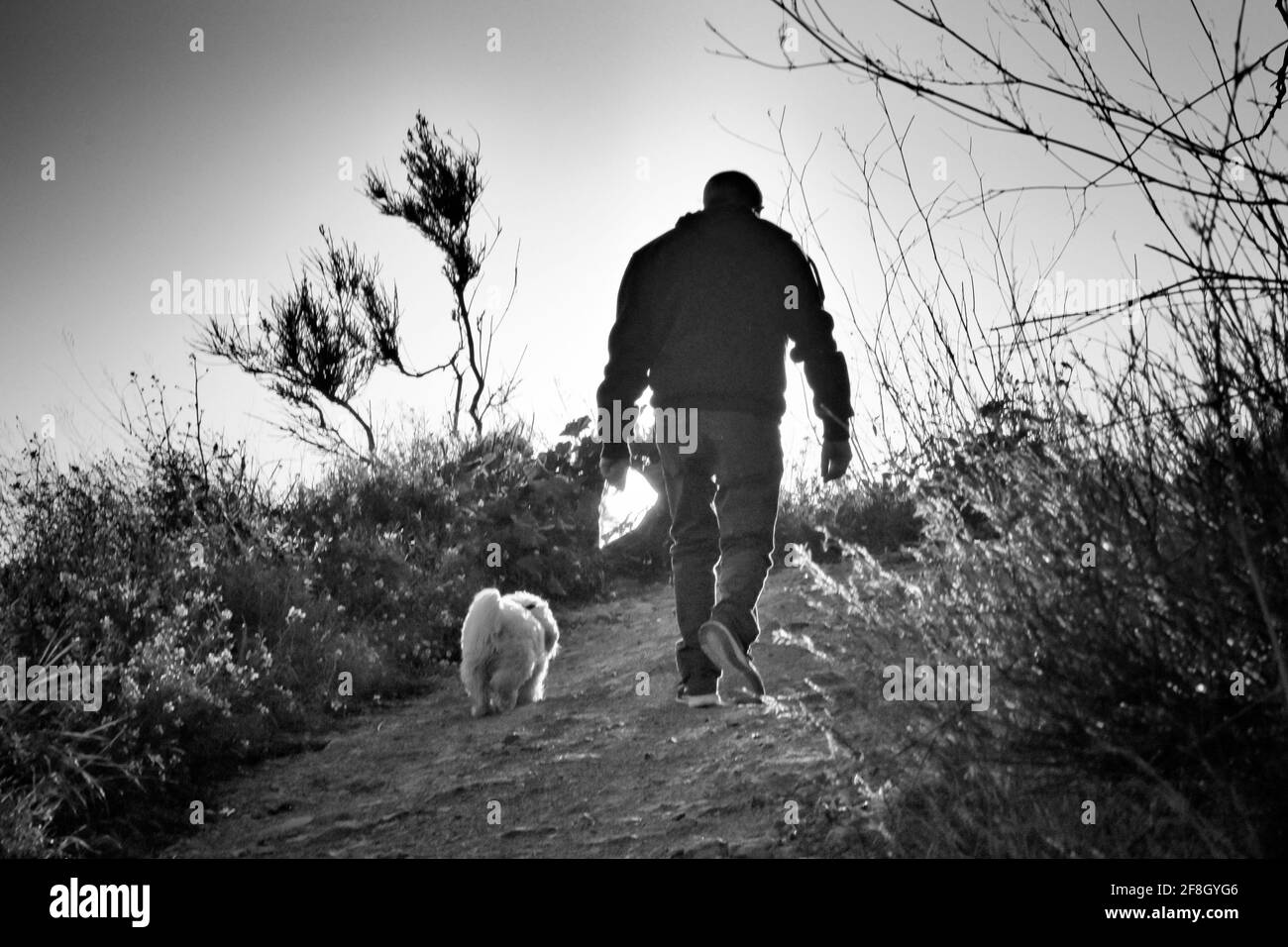 Silhouette d'un homme avec son chien marchant dans un chemin à l'extérieur. Il tient un sac en plastique avec des herbes à l'intérieur. Banque D'Images Silhouette d'un homme avec son chien marchant dans un chemin à l'extérieur. Il tient un sac en plastique avec des herbes à l'intérieur. Banque D'Images