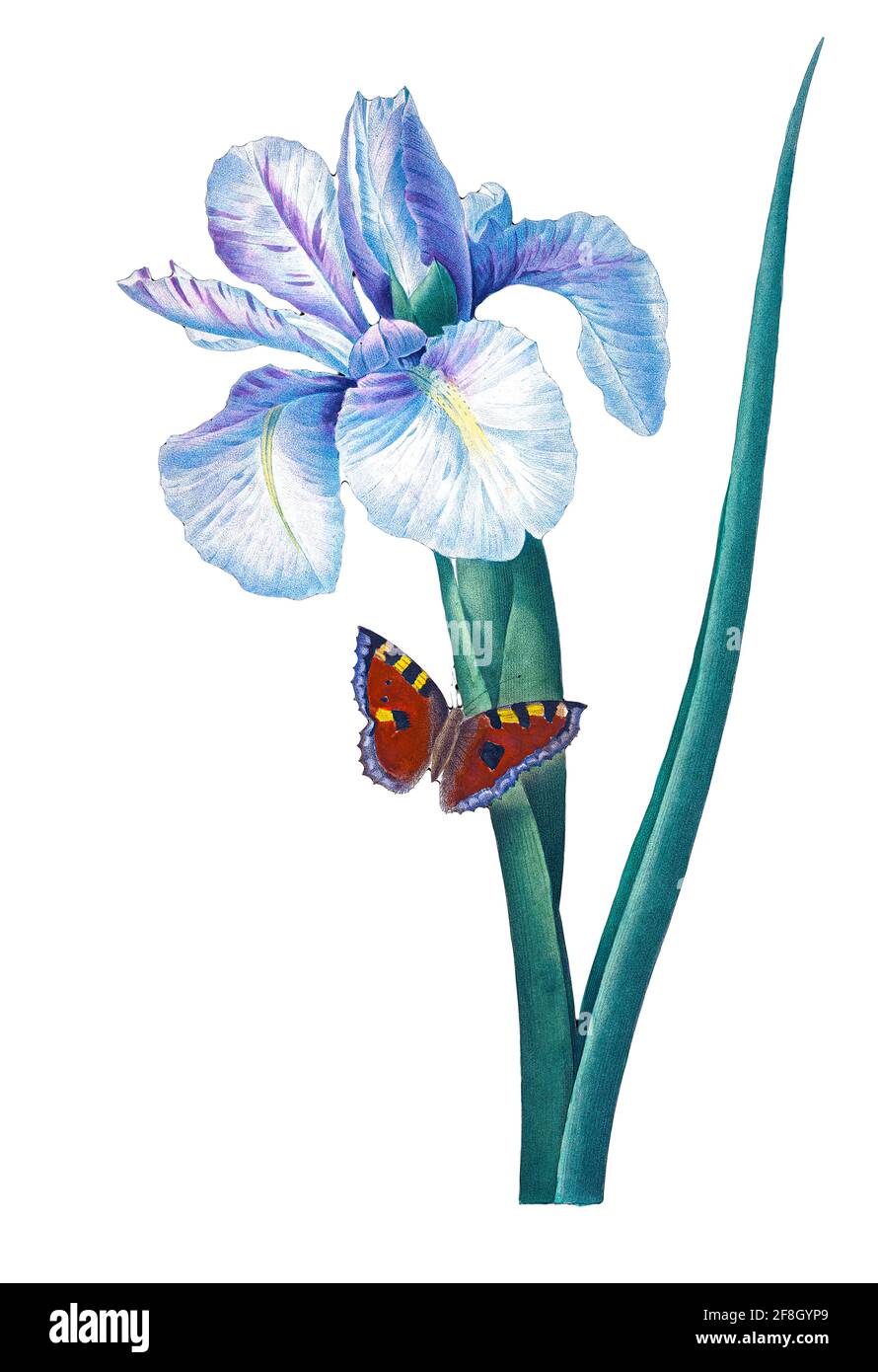 Illustration à la main du XIXe siècle d'une fleur d'iris espagnol (Iris xiphium), de Pierre-Joseph Redoute. Publié dans choix des plus belles fleurs, Paris (1827). Par Redut?, Pierre Joseph, 1759-1840.; Chapuis, Jean Baptiste.; Ernest Panckoucke.; Langois, Dr; Bessin, R.; Victor, fl. Env. 1820-1850. Banque D'Images