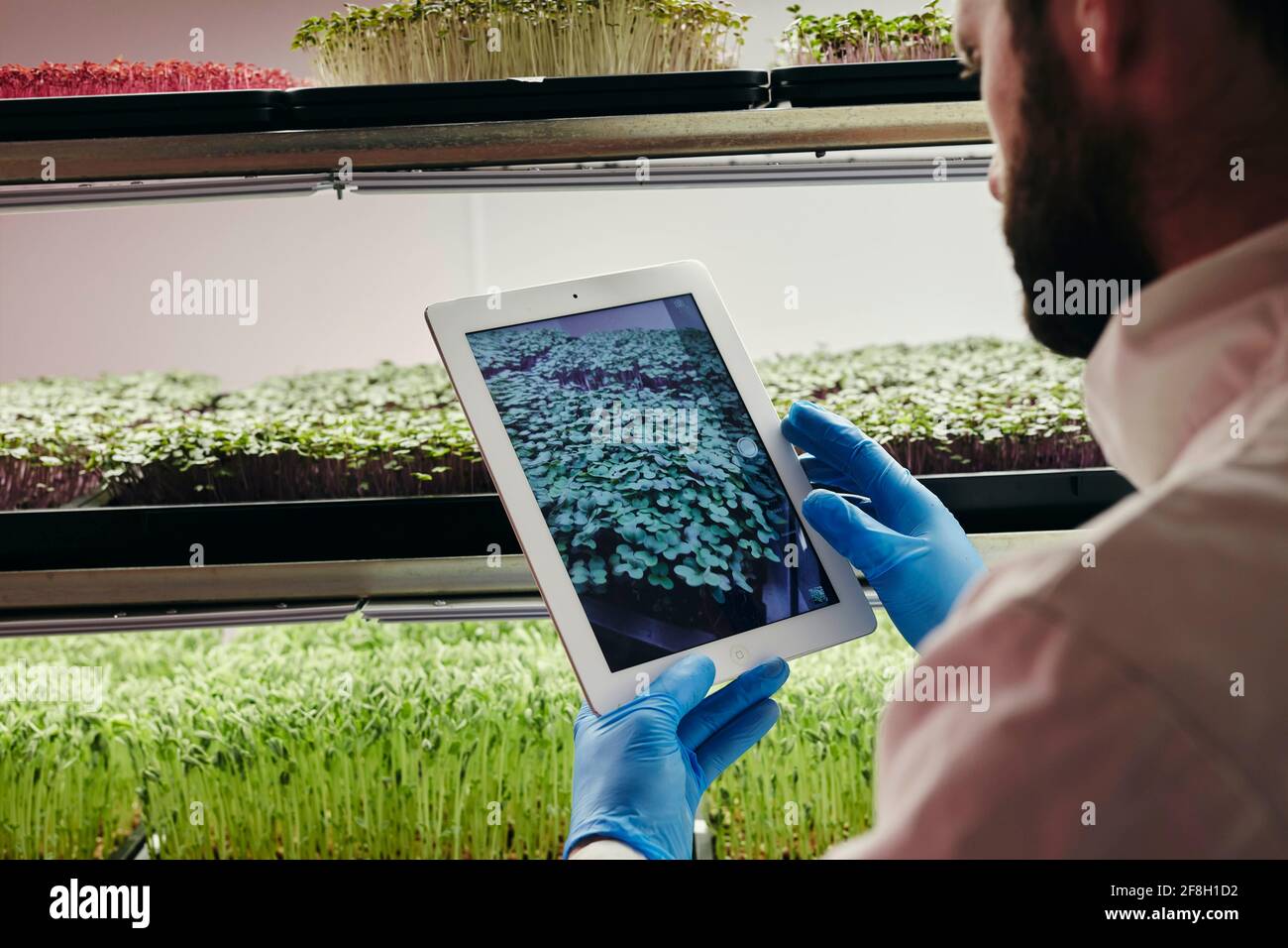 Homme utilisant une tablette pour vérifier la croissance des microverts en milieu urbain ferme Banque D'Images