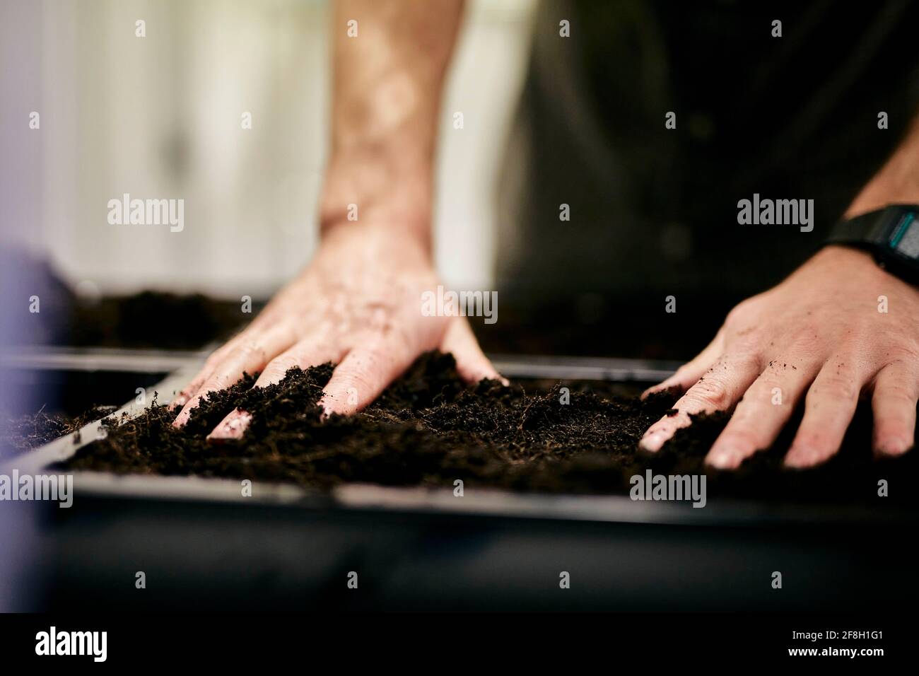 Les mains de l'homme préparant le plateau de lit de semences avec du compost Banque D'Images