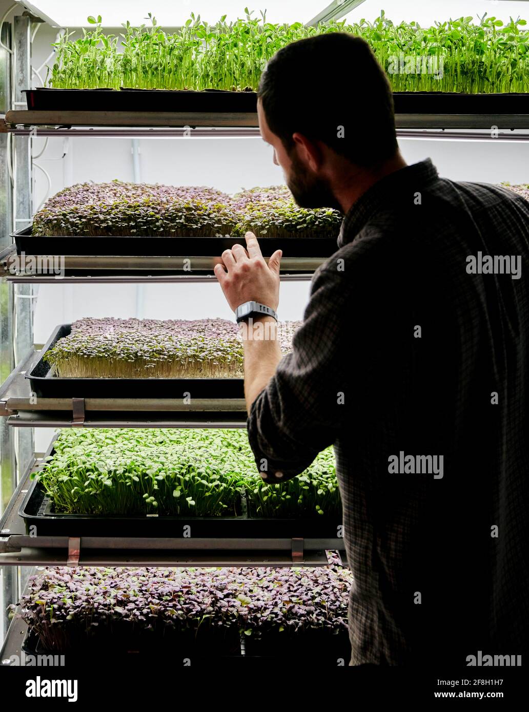 Plateaux de semis de micrgreen en pleine croissance dans une ferme urbaine Banque D'Images