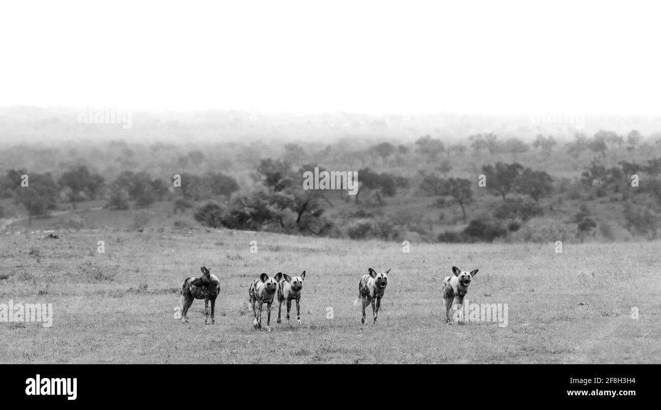 Un paquet de chiens sauvages, Lycaon pictus, se tiennent dans une clairière, en noir et blanc. Banque D'Images
