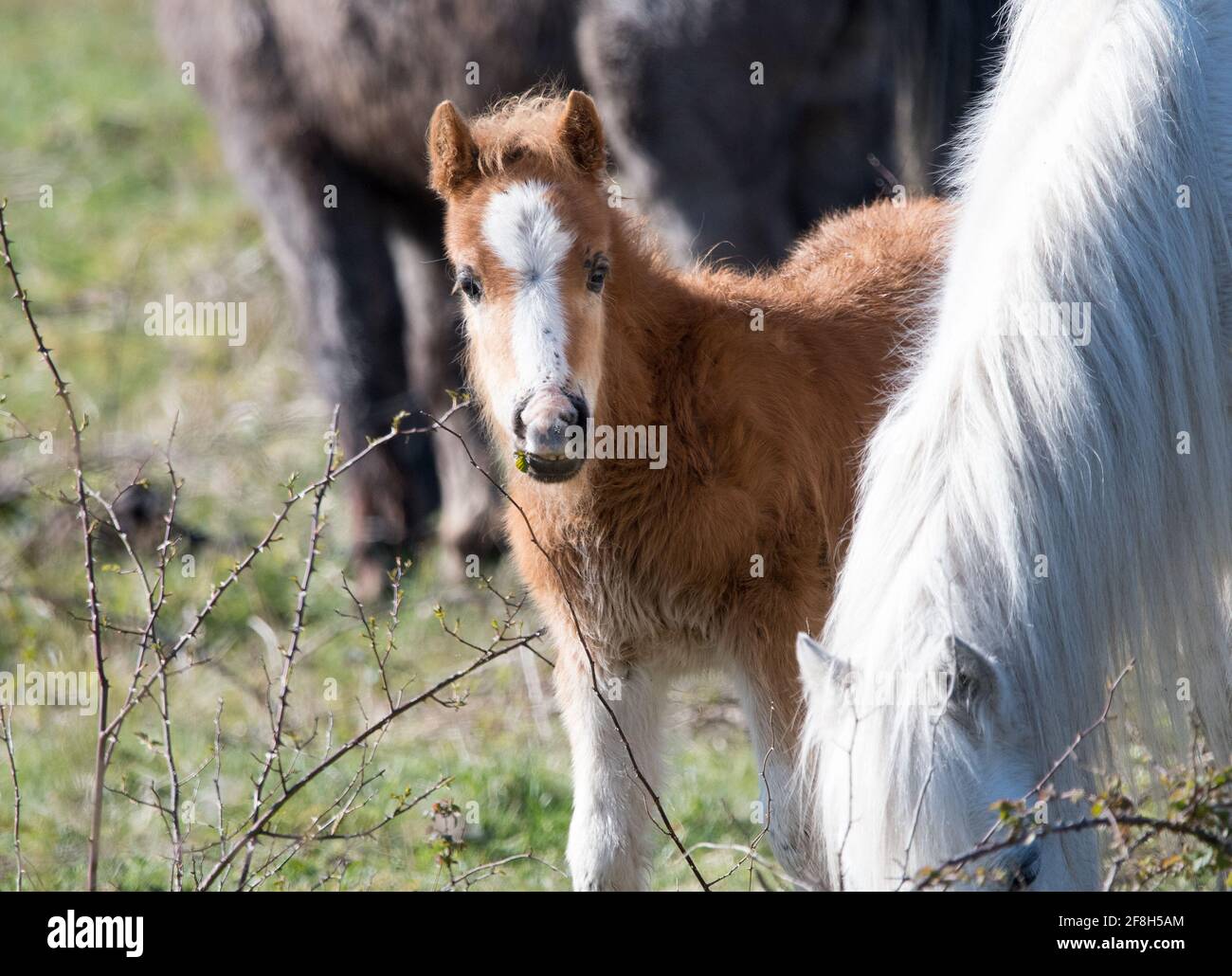 Carneddau foal Banque D'Images