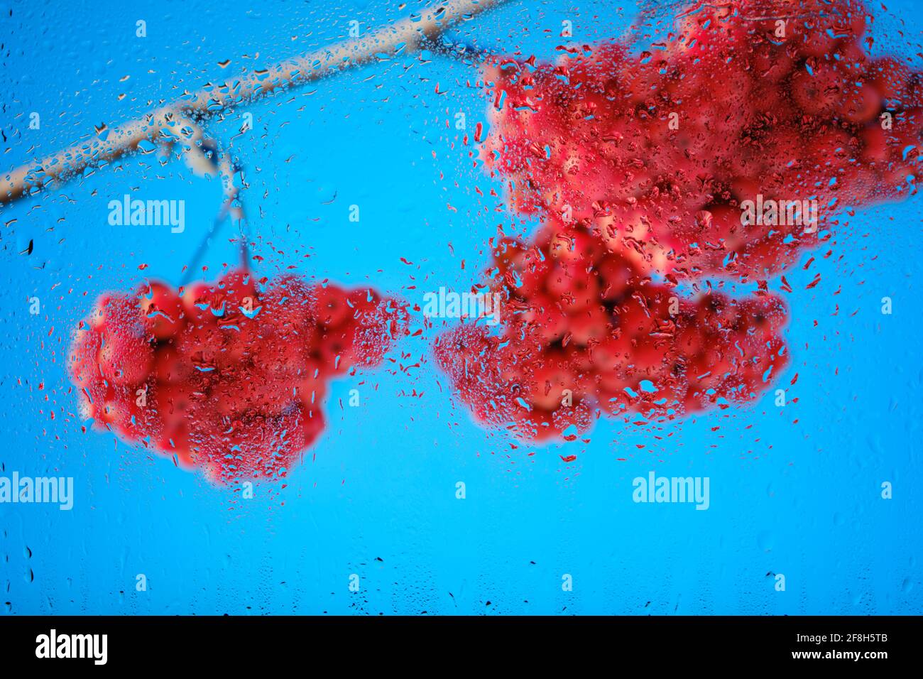 Mouillez le verre dans les gouttes après la pluie avec un arrière-plan flou avec grappes rouges de cendres de montagne sur fond bleu Banque D'Images