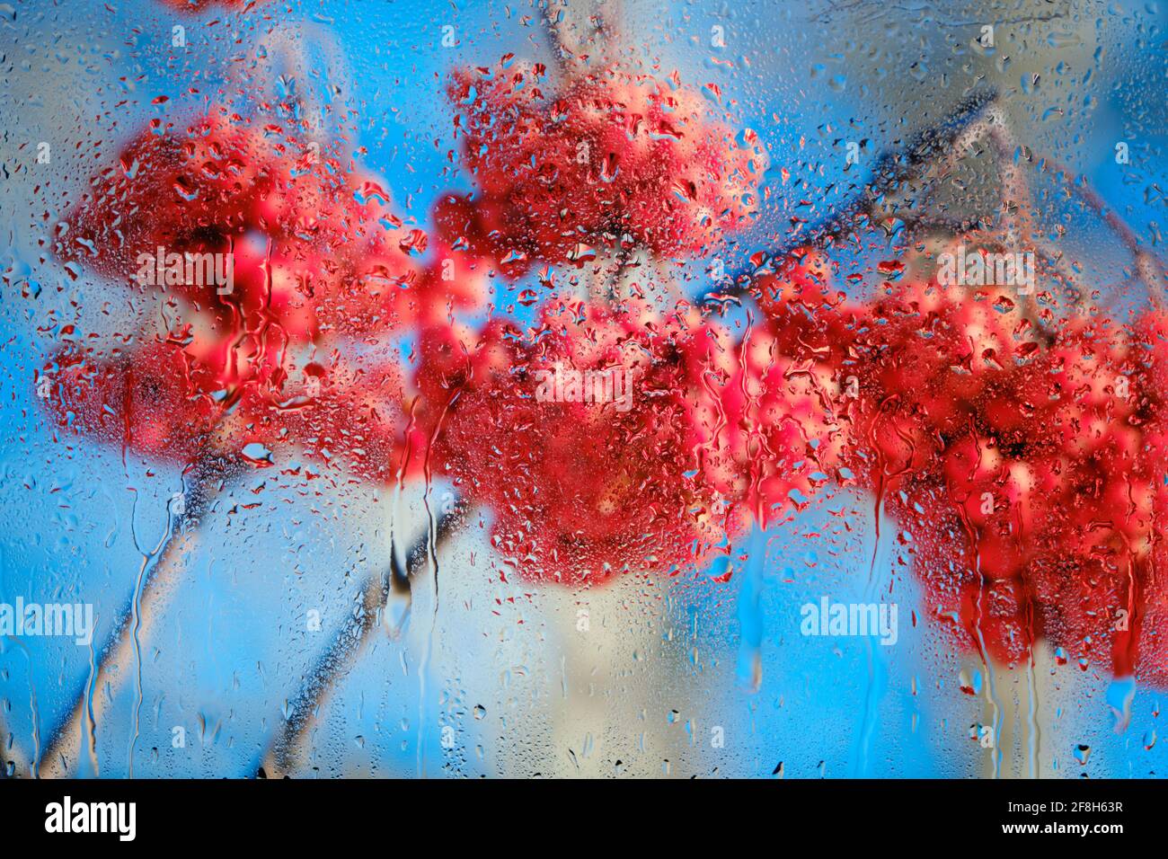 Mouillez le verre dans les gouttes après la pluie avec un arrière-plan flou avec grappes rouges de cendres de montagne sur fond bleu Banque D'Images