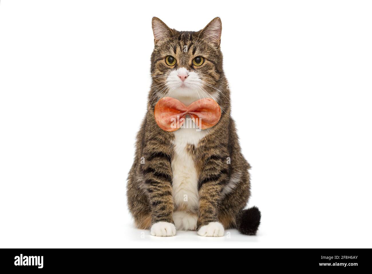 Chat Avec Noeud Papillon Banque D Image Et Photos Alamy