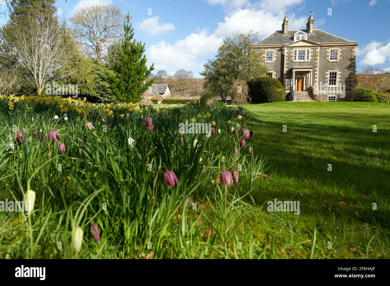 Harmony House Gardens à Melrose avec des jonquilles et un frillaire à tête de serpent en pleine floraison le jour ensoleillé du printemps. Banque D'Images