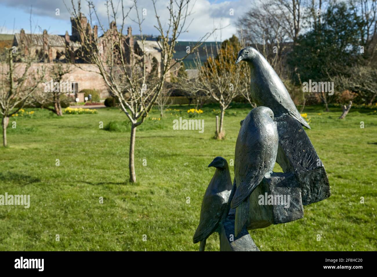 Priorwood Gardens à Melrose au printemps avec des jonquilles et l'abbaye de Melrose en arrière-plan. Banque D'Images