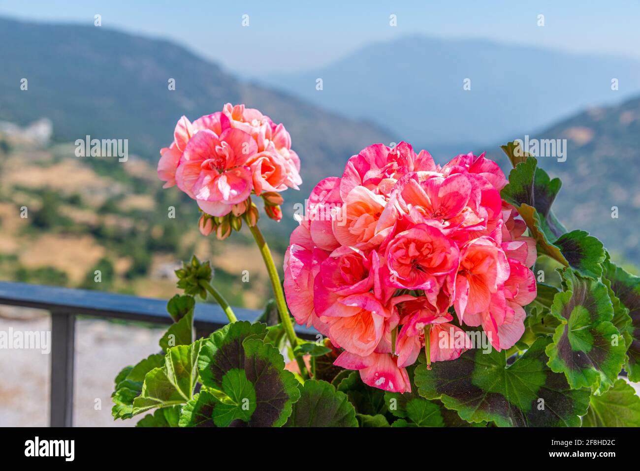 Vallée de la Sierra Nevada vue derrière fleurs, Espagne Banque D'Images