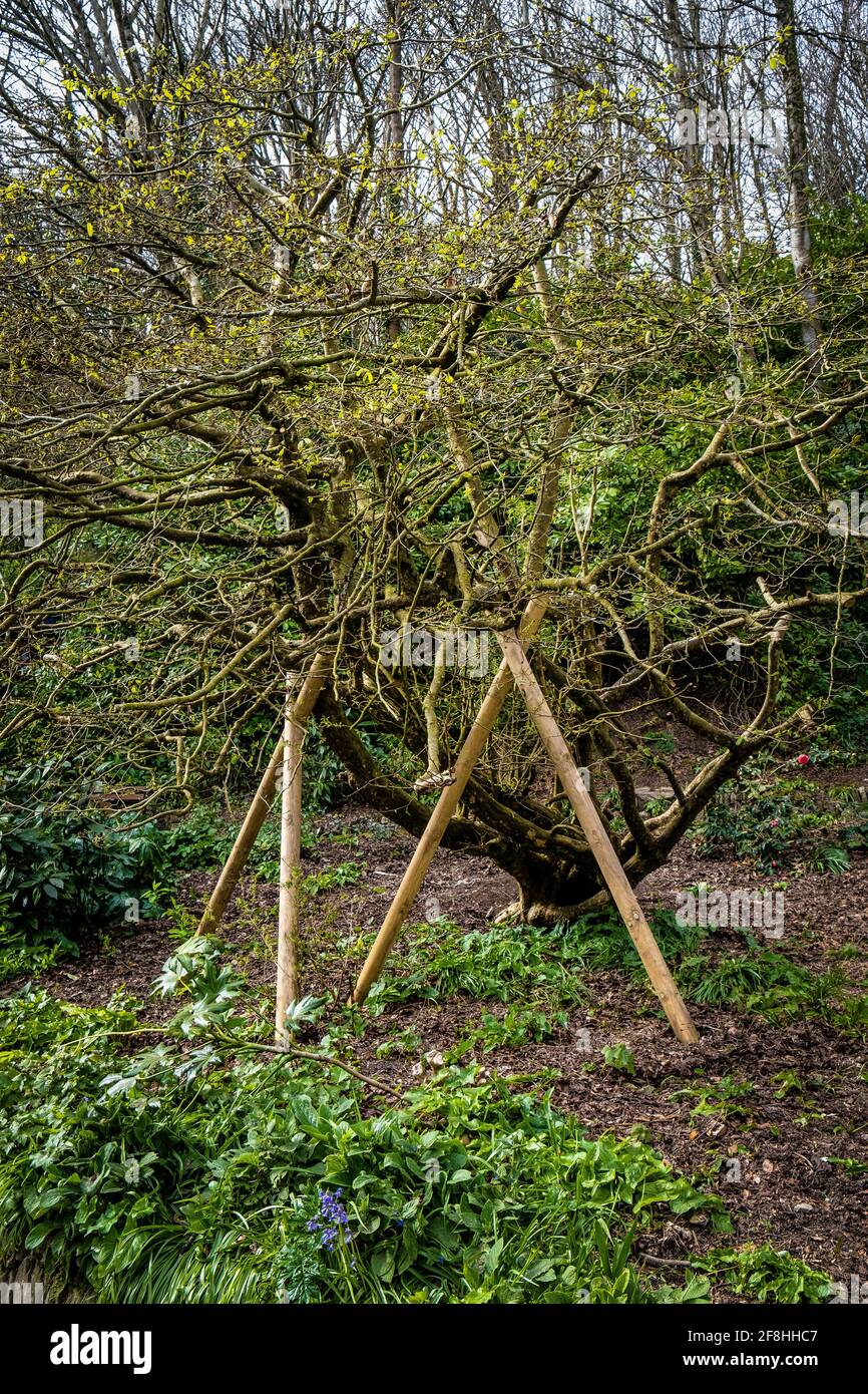 Un arbre en bois d'acier mature Parrotia persica endommagé dans les vents élevés soutenu par des supports en bois dans les jardins de Trenance à Newquay dans les Cornouailles. Banque D'Images