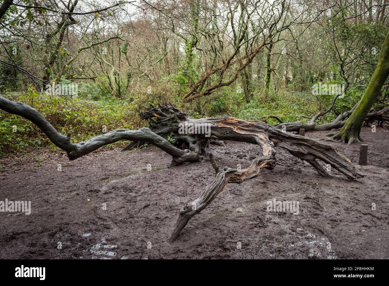Un vieux arbre mort rongé est tombé dans les bois de Tehidy À Cornwall, Royaume-Uni Banque D'Images